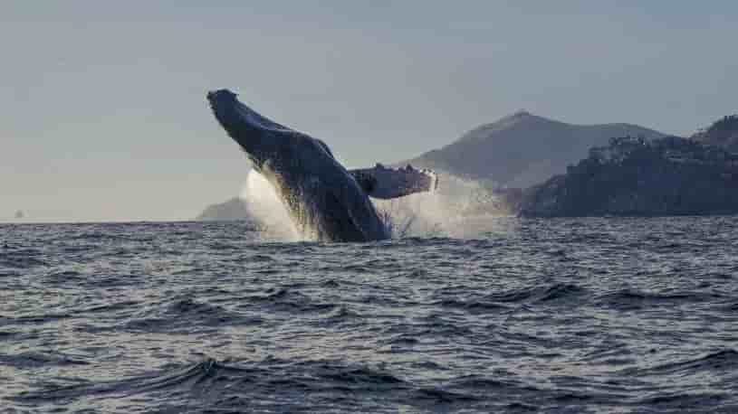 Thumbnail 4 Thumbnail 4