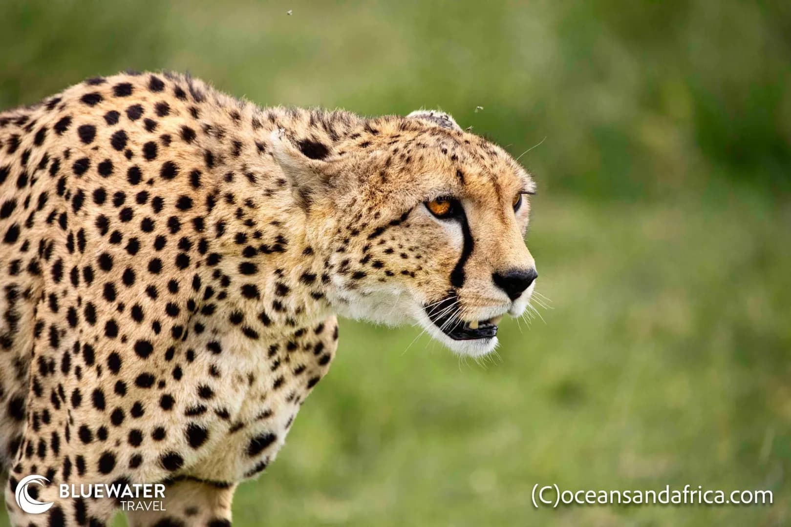 Carousel - image Carousel - image