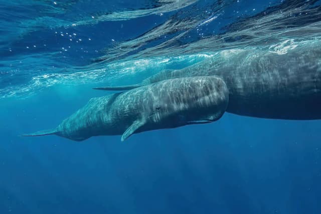 Dominica Sperm Whales 2026 & 2027 Dominica Sperm Whales 2026 & 2027