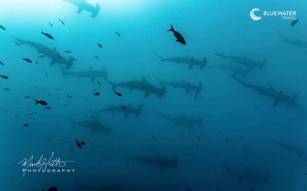 Galapagos Spectacular Hammerhead, Manta, Mola And Marine Iguana Trip 2028 - image Galapagos Spectacular Hammerhead, Manta, Mola And Marine Iguana Trip 2028 - image