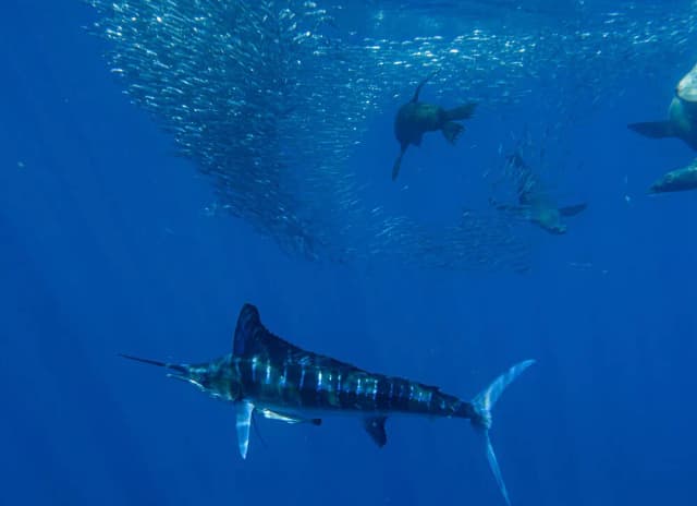 Magdalena Bay Striped Marlin Sardine Run 2026 Magdalena Bay Striped Marlin Sardine Run 2026