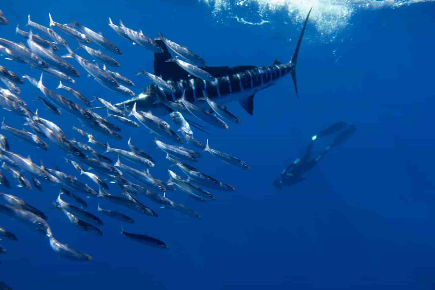 Thumbnail 5 Thumbnail 5