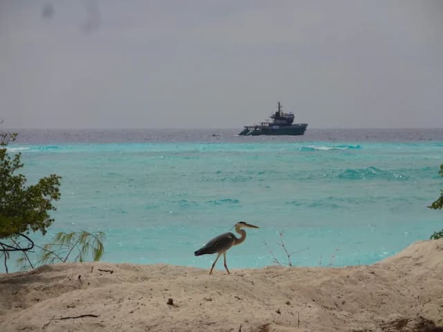 Maya’s Dugong Maya’s Dugong