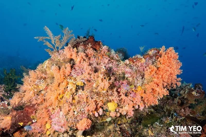 Raja Ampat Area Raja Ampat Area