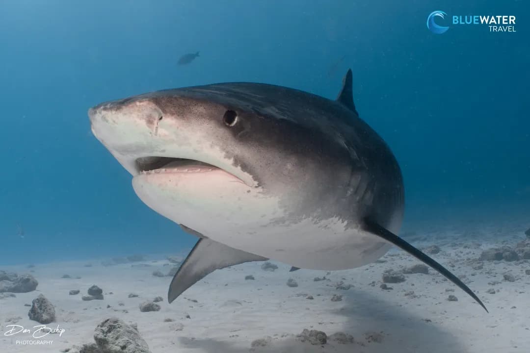 Indian Ocean Indian Ocean