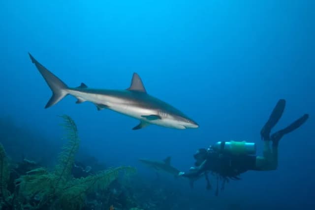 Turks & Caicos Explorer II Turks & Caicos Explorer II