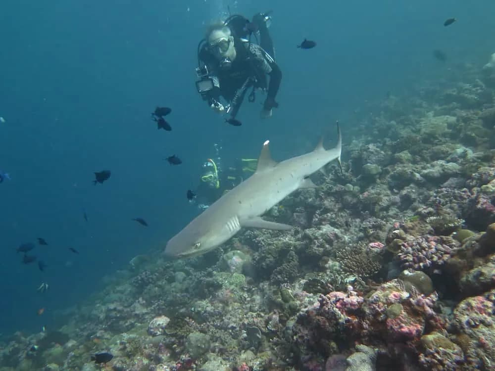 A friendly shark passes by A friendly shark passes by