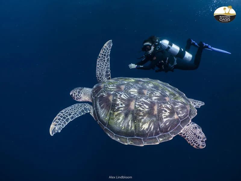 A diver with a sea turtle A diver with a sea turtle