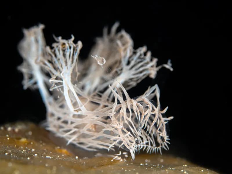 Underwater photo Underwater photo