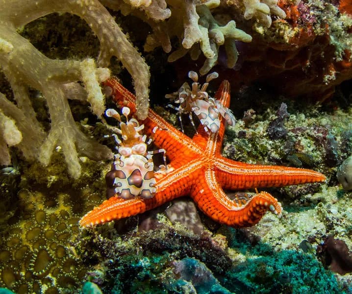 Raja Ampat Biodiversity Nature Resort Raja Ampat Biodiversity Nature Resort