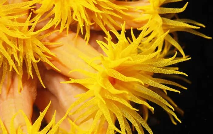 The color anemone of Malapascua The color anemone of Malapascua