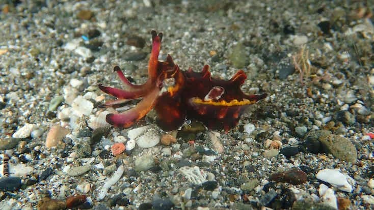 Muck diving in Ambon Muck diving in Ambon