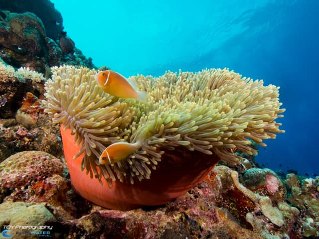 Micronesia Dive Resorts Micronesia Dive Resorts