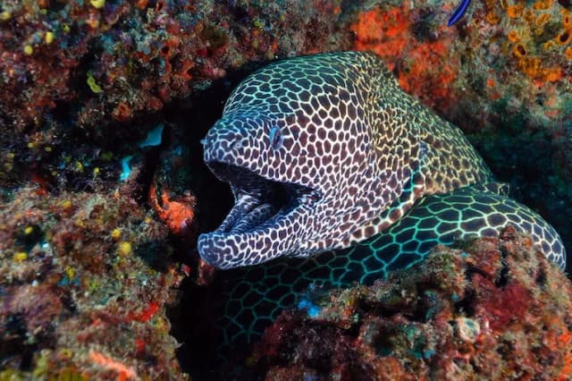 Tofo Scuba & Tilak Lodge Tofo Scuba & Tilak Lodge